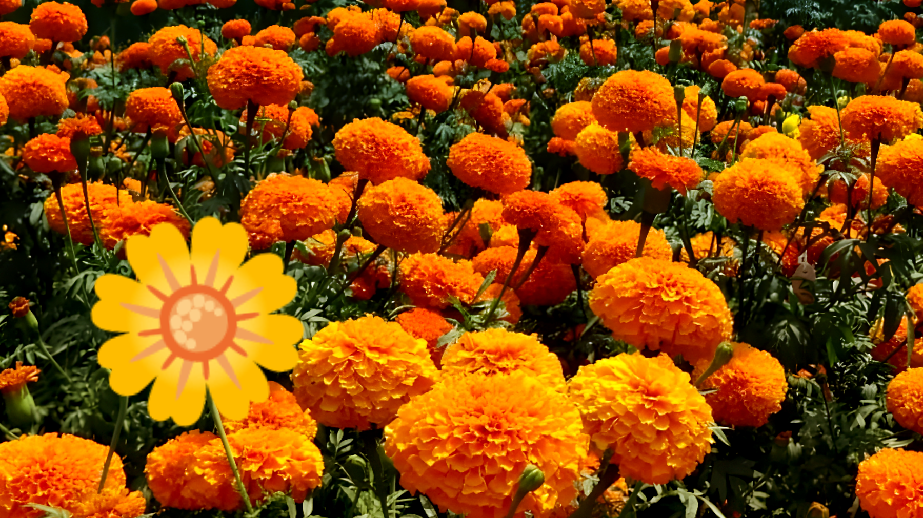 Scopri il Potere Insospettato della Calendula: Rivoluziona il Tuo Giardino in Modo Naturale!