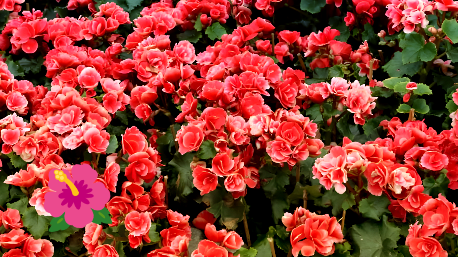 Il segreto per un giardino sorprendente? Scopri come coltivare la begonia!