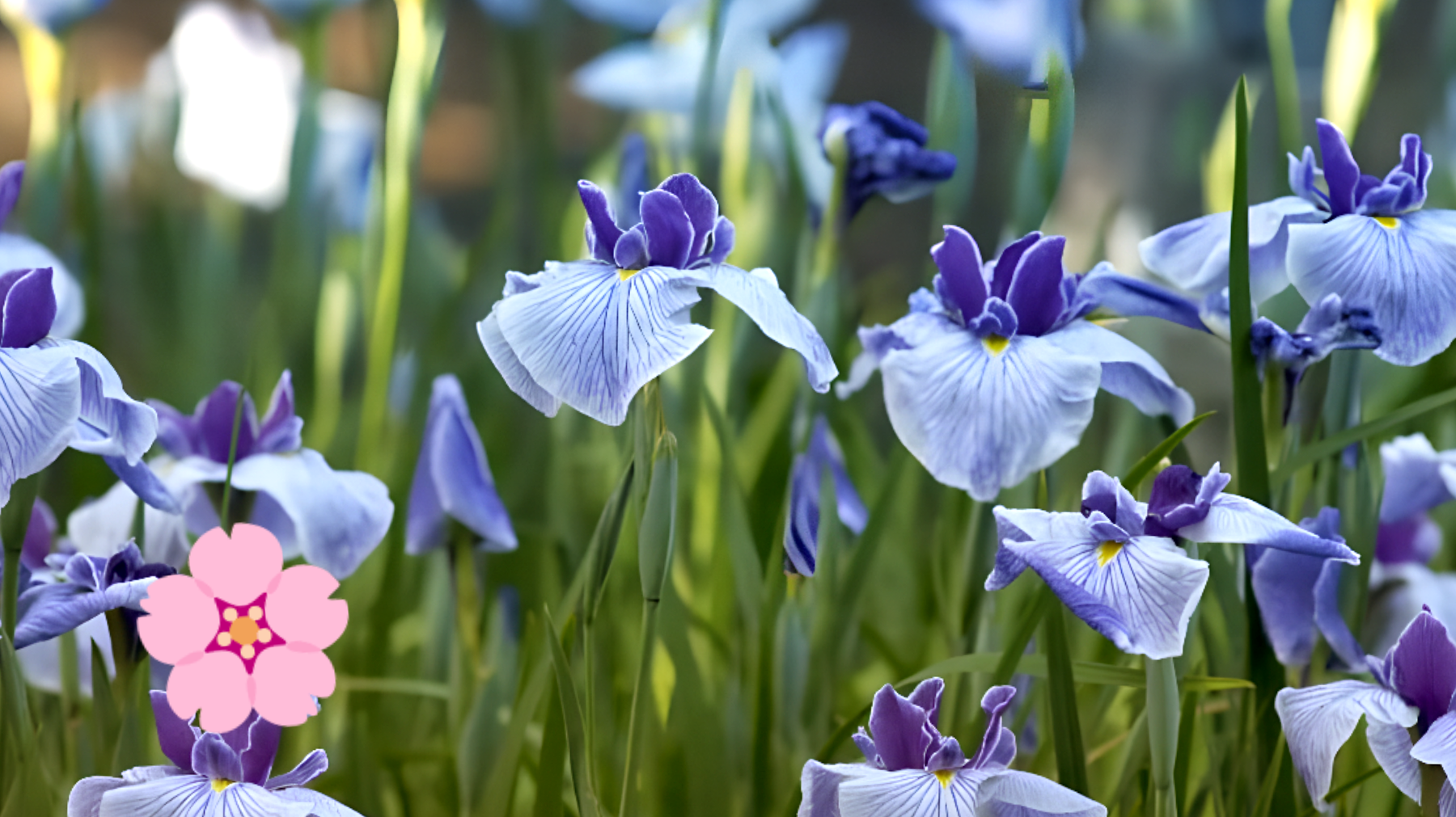 Il mistero della pianta di iris che perde le foglie: tutto quello che c'è da sapere!