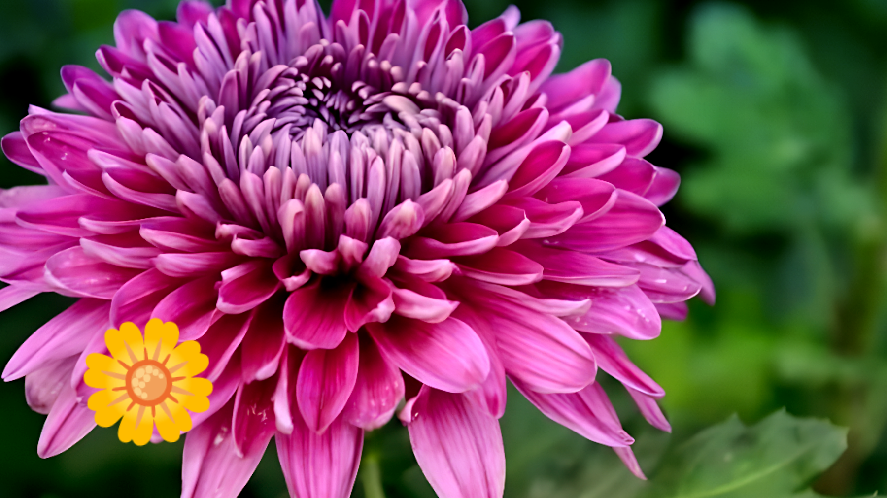 Il segreto per una fioritura esplosiva dei crisantemi: svelato l'astuto metodo del giardiniere!