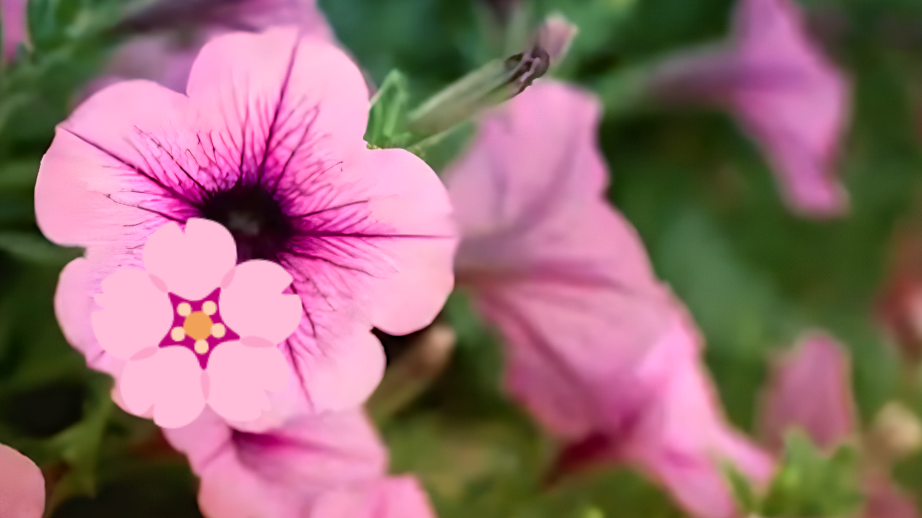 Il segreto per trasformare il tuo balcone in un esplosione di colori con le petunie in vaso.